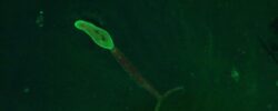 Parasitologie