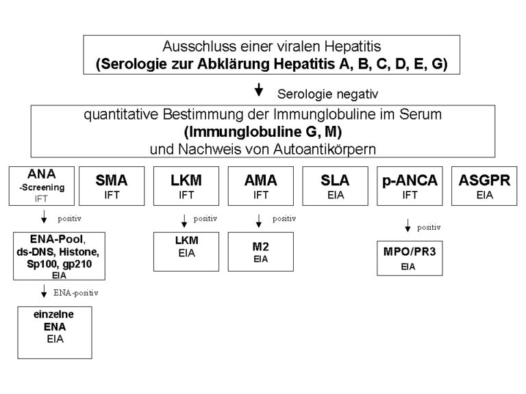 Stufendiagnostik bei Verdacht auf eine Autoimmunerkrankung der Leber • Labor Enders
