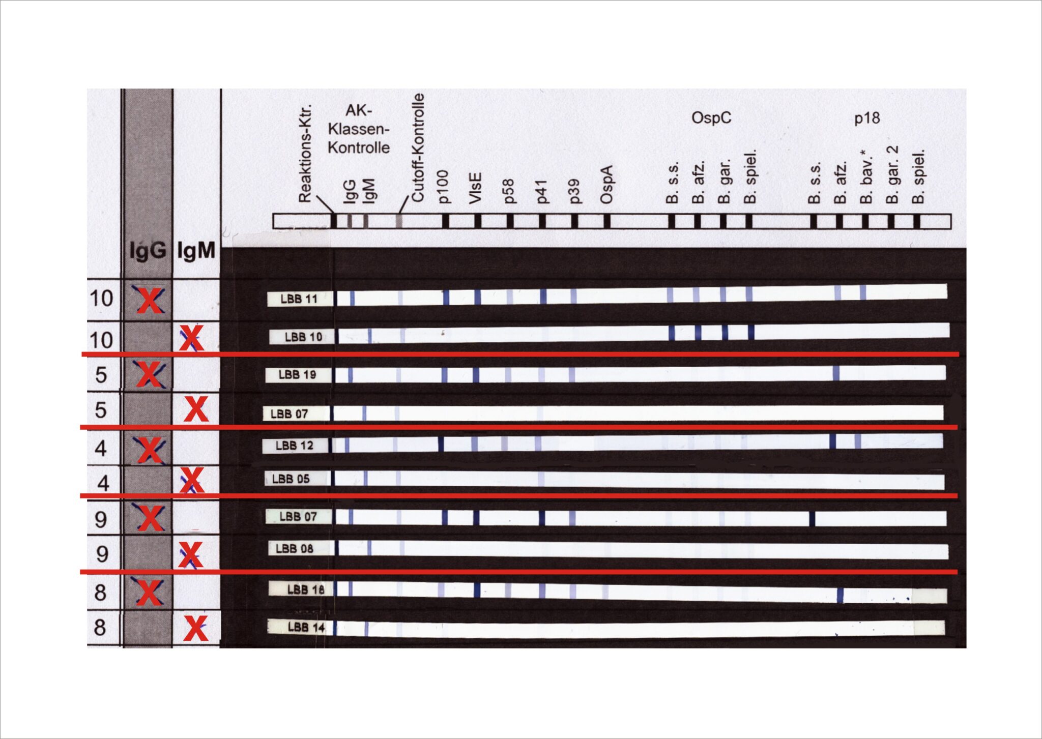 Labordiagnostik der Borreliose • Labor Enders