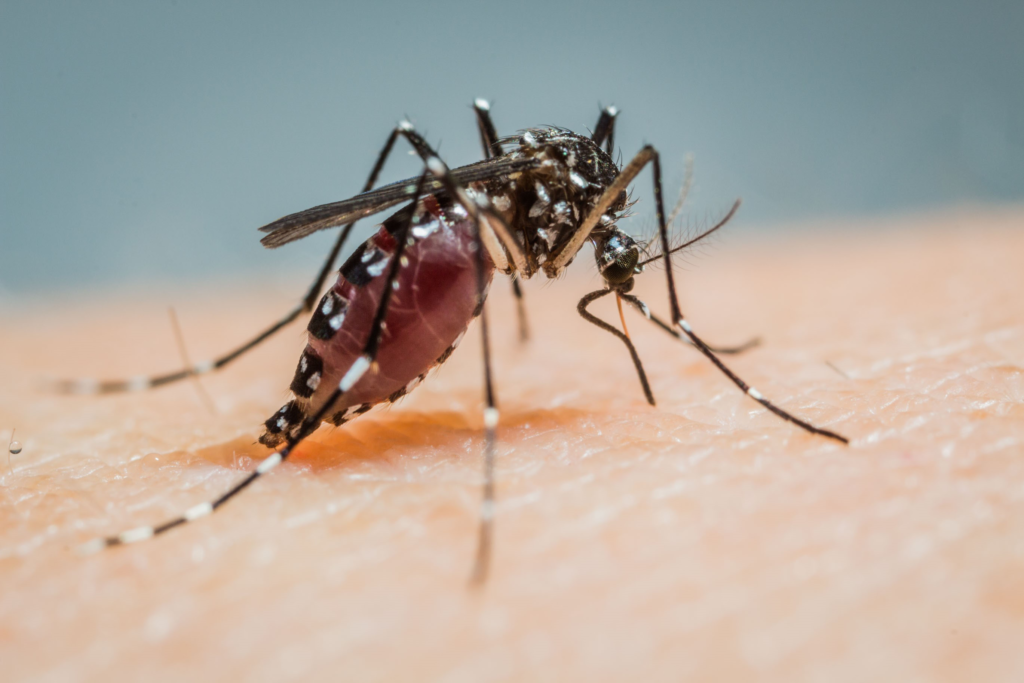 Bild von Aedes albopictus